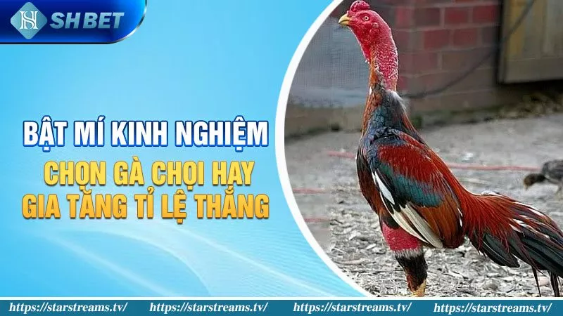 Trò chơi và tài nguyên Sodo66 - Sodo66