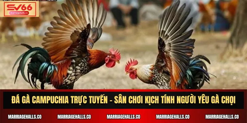 Bet999 có chương trình giảm giá đặc biệt - Bet999