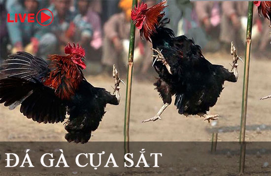 Câu lạc bộ Vaobo88 – Chơi bài không sợ thất bại - Vaobo88