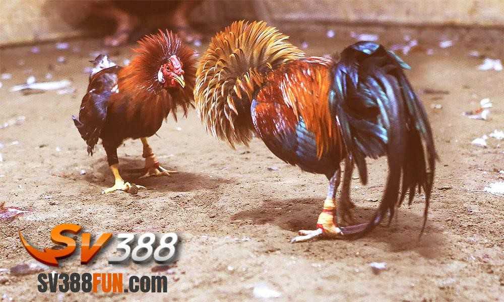 H3bet rất dễ thắng trên máy đánh bạc, hãy thử chơi H3bet - H3bet
