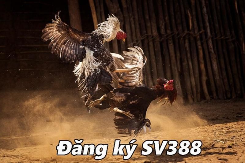 Hướng dẫn cách chơi các trò chơi bài trực tuyến tại sòng bạc đạt chuẩn Betvip ở Maoping - Betvip