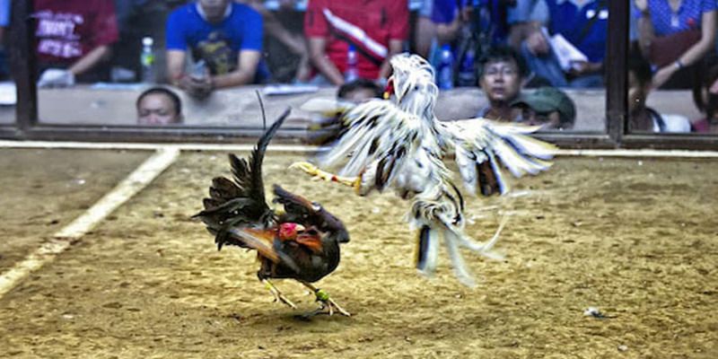 868Vip Bị sa thải nhanh chóng - 868Vip